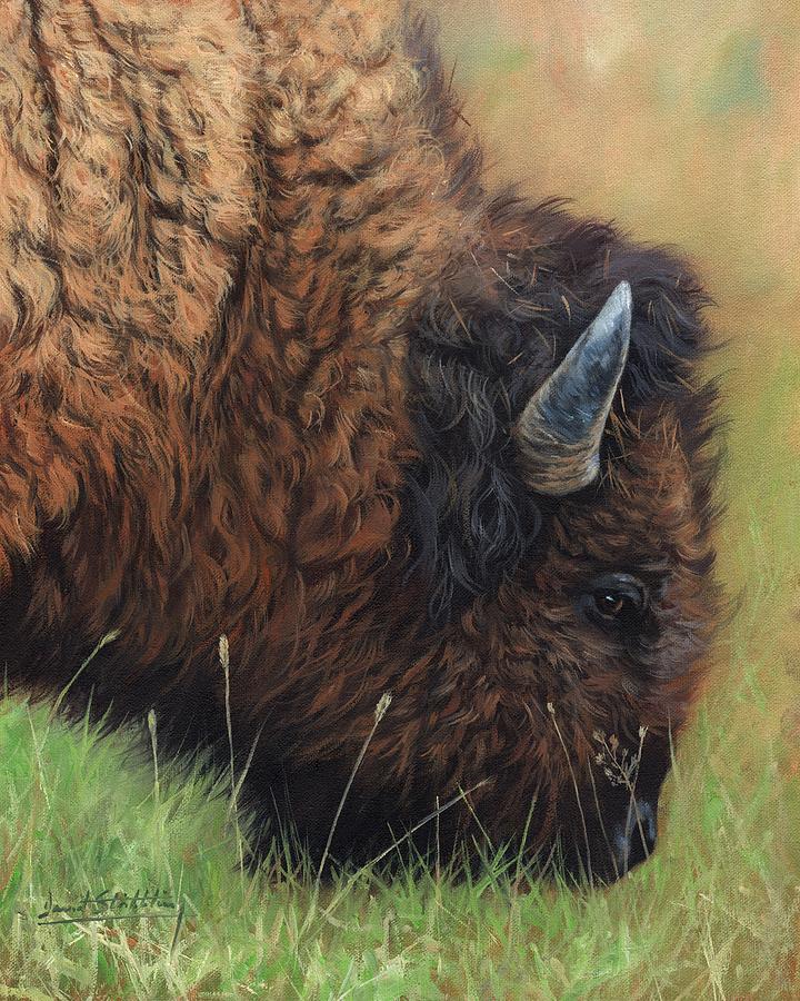 Bison Grazing Painting by David Stribbling
