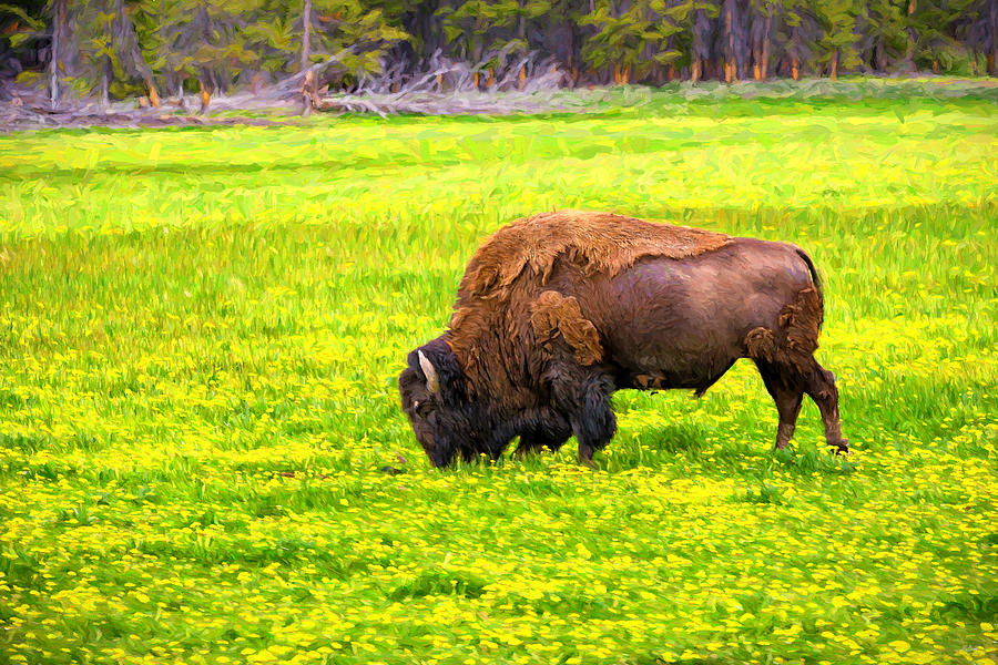 Bison Grazing in the Flowers Photograph by Greg Norrell