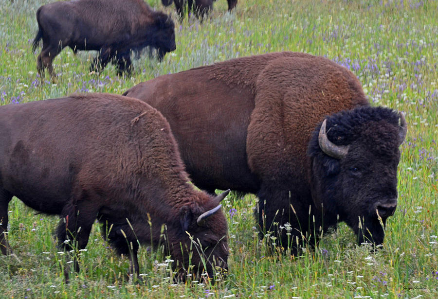 Bison Grazing In Yellowstone 003 Photograph By George Bostian - Fine 