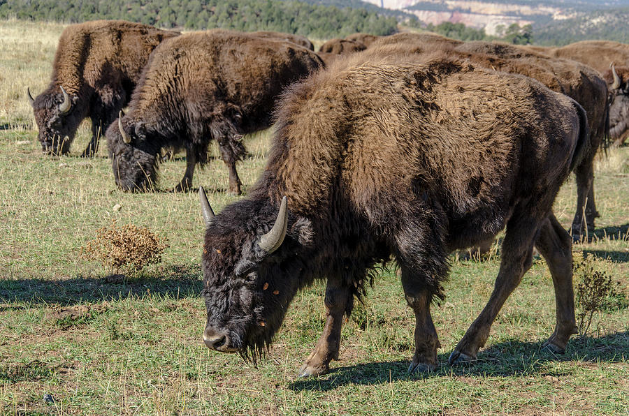 Bison Grazing Photograph by Jim Cook
