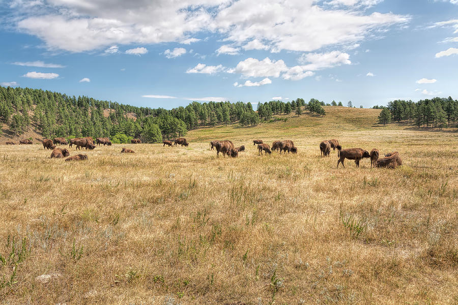Bison Grazing Photograph by John M Bailey