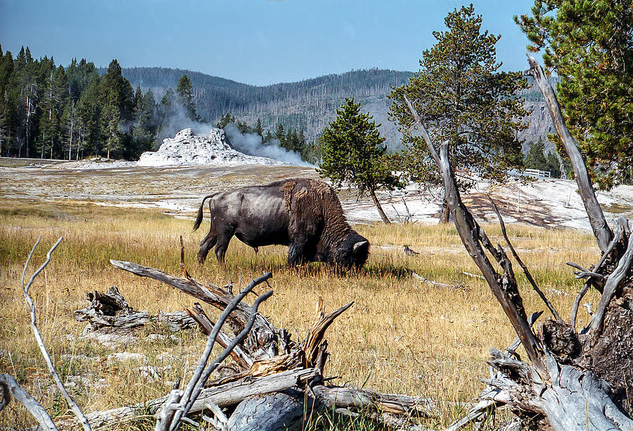 Bison Grazing Near Castle Geyser Yellowstone National Park Photograph ...