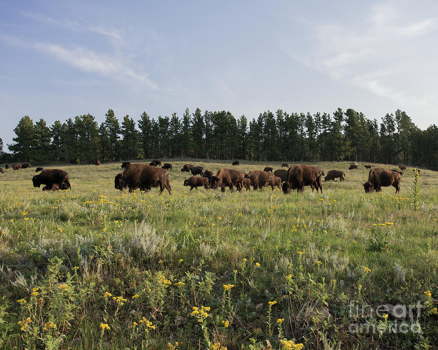 Bison Grazing Photograph by Steven Natanson