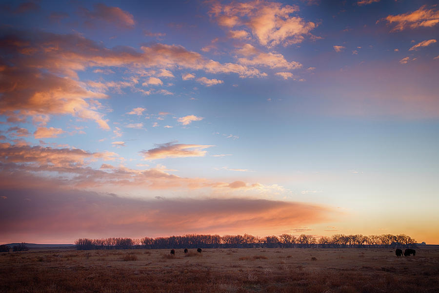 Bison Grazing Under Sunrise Photograph by Tony Hake