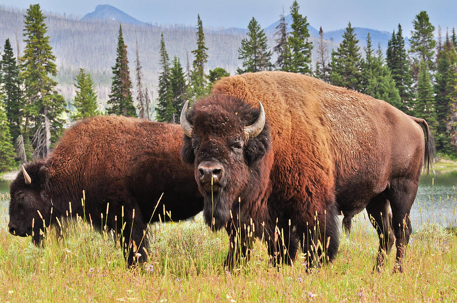 Yellowstone National Park Photograph - Bison by Greg Norrell