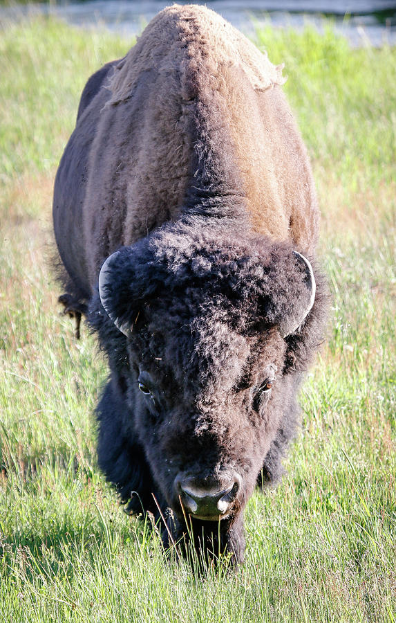 Bison Head Charge Photograph by Athena Mckinzie