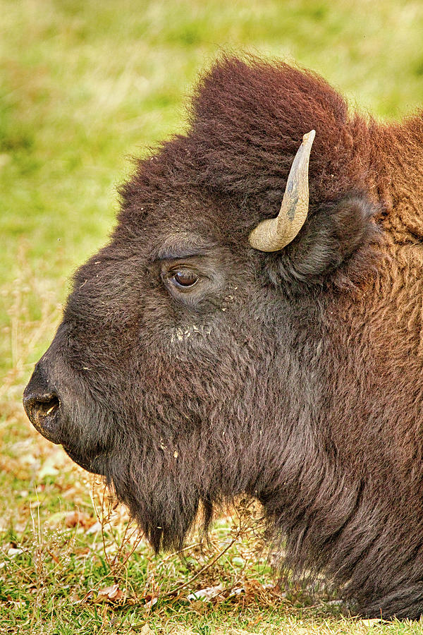 Bison Headshot Portrait Photograph by James BO Insogna