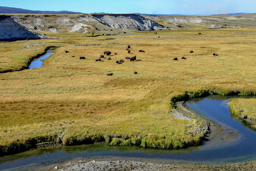 Bison herd by Yellowstone River Photograph by Marilyn Burton