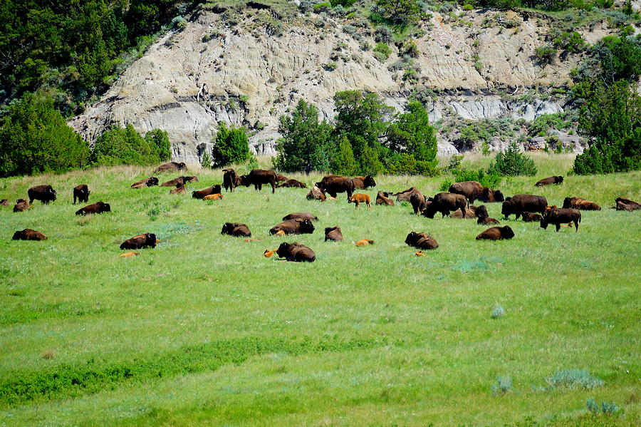 Bison Herd II Photograph by Beth Collins