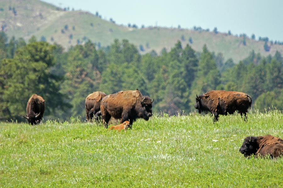 Bison Photograph - Bison Herd by Ira Marcus