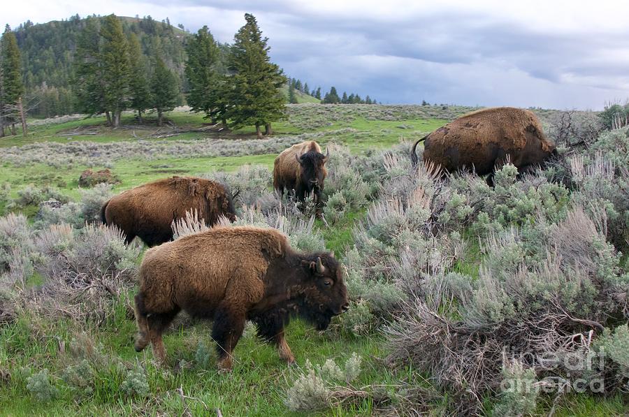 Bison Herd Photograph by Sean Griffin