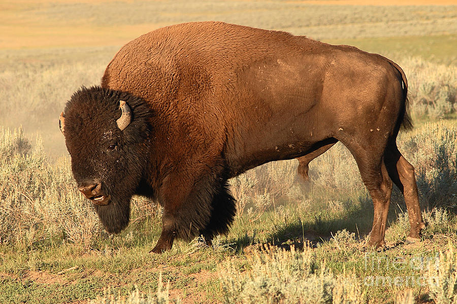 Bison Huffing And Puffing For Herd Photograph by Max Allen