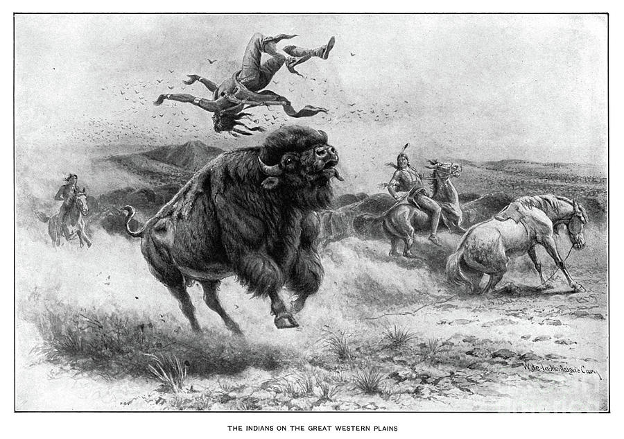 Bison Hunt Drawing by Granger