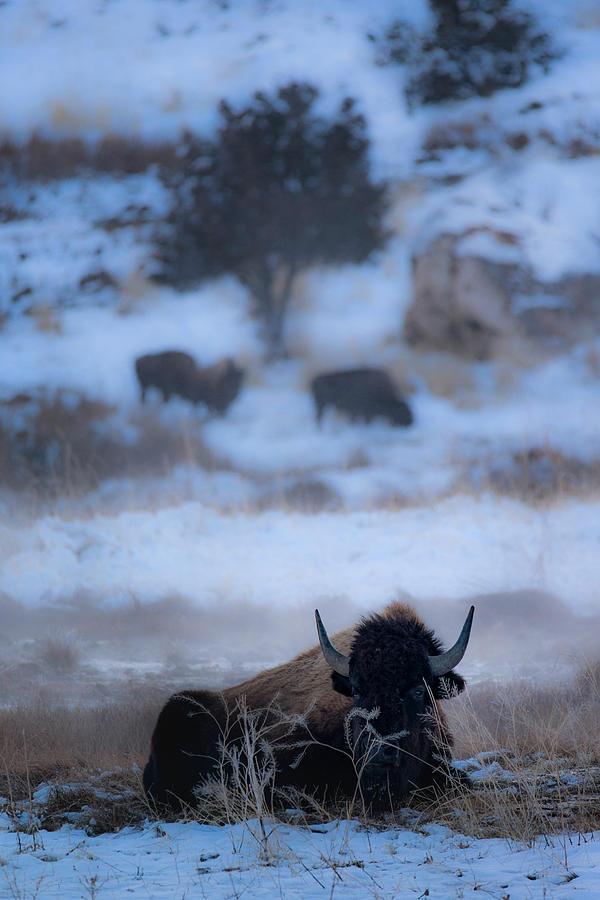 Bison in a Hot Spring Photograph by Joe Doherty