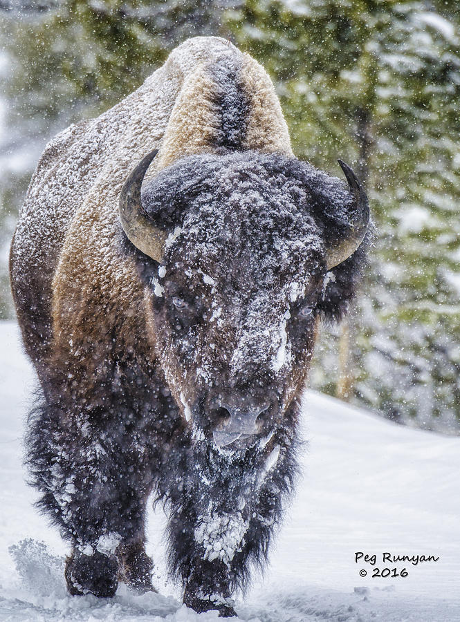 Bison in a Snowstorm Photograph by Peg Runyan