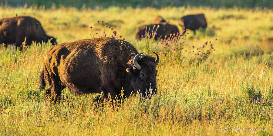 Bison In Autumn Gold Photograph by Yeates Photography