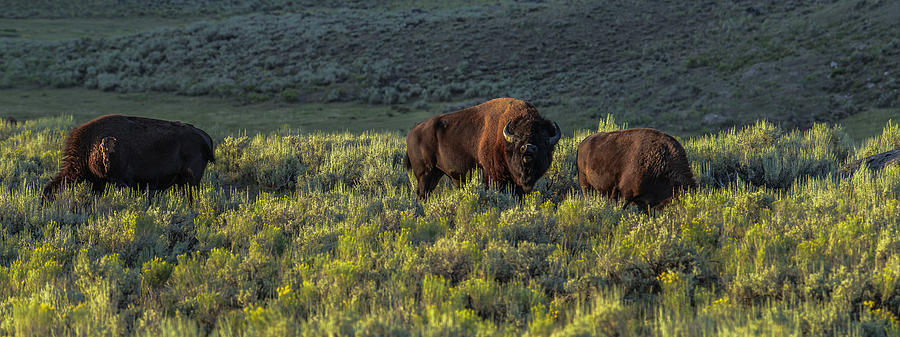 Bison In Autumn Light Photograph by Yeates Photography