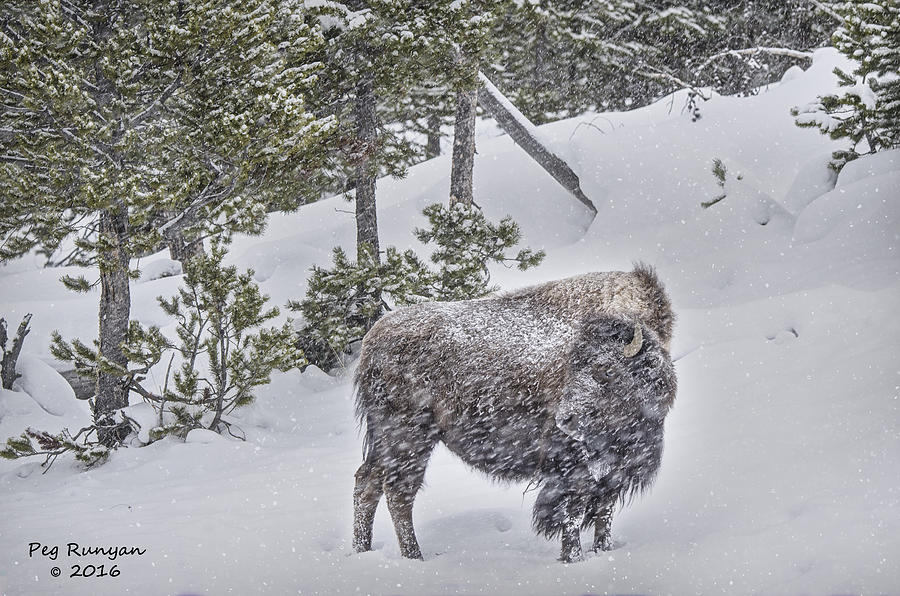 Bison in Blizzard Photograph by Peg Runyan