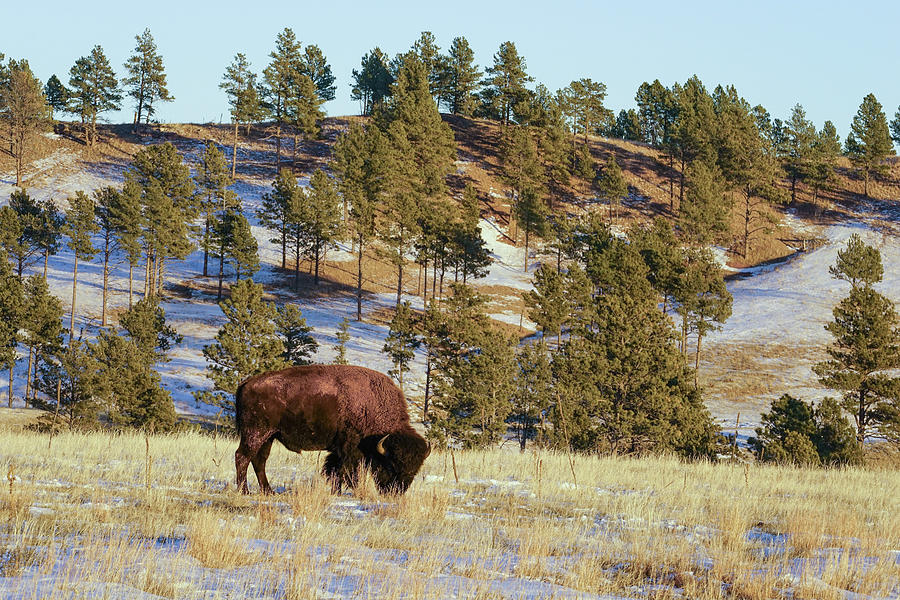 Bison in Custer State Park by Bill Gabbert Bison in Custer State Park by Bill Gabbert