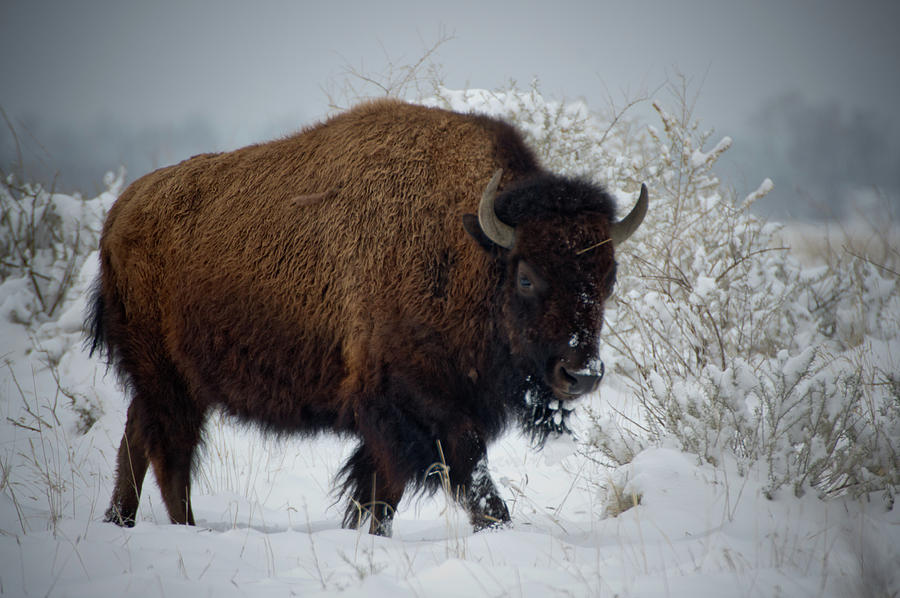 Bison In Fresh Snow Photograph by John De Bord