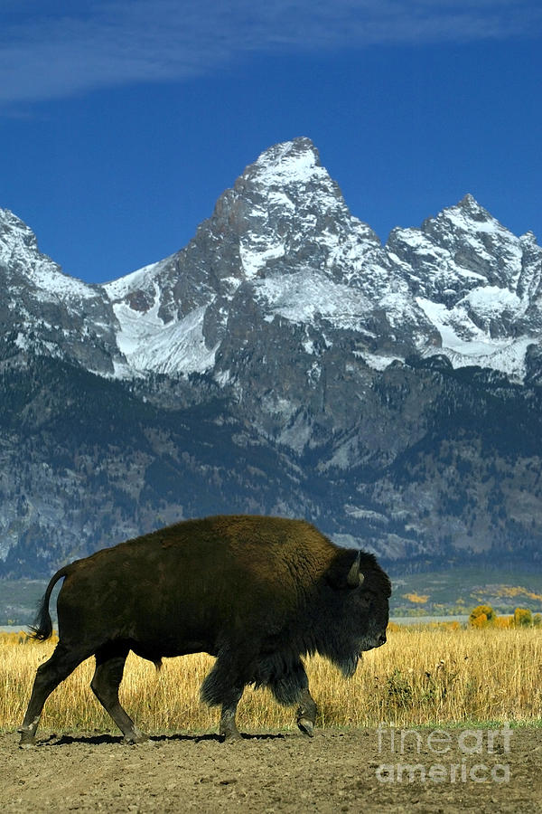 Bison In Grand Teton Photograph by Jean-Louis Klein & Marie-Luce Hubert