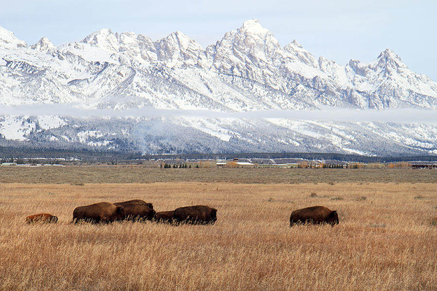 Bison in Grand Teton Natinoal Park Photograph by Pierre Leclerc Photography