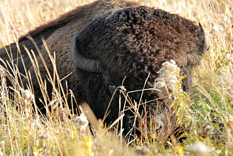 Bison in Hiding Photograph by Larry Ricker