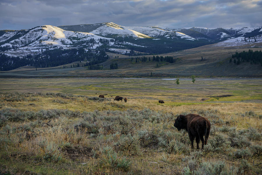 Bison in Lamar Valley Photograph by Christian Heeb