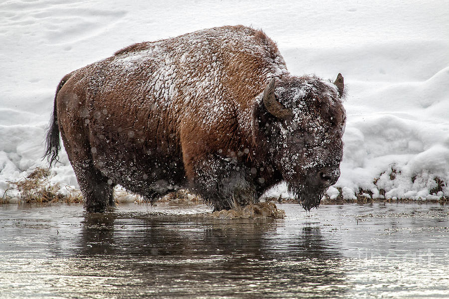 Bison in Madison River Photograph by Sonya Lang