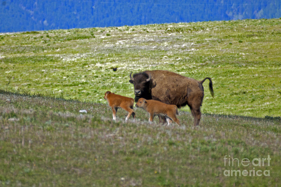 Bison in Montana NW Photograph by Cindy Murphy - NightVisions 