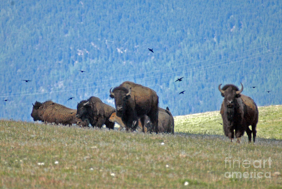 Bison in northwest Montana Photograph by Cindy Murphy - NightVisions 