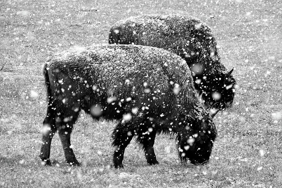 Bison in Snow Photograph by JustJeffAz Photography