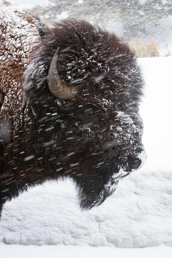 Bison in Snow Photograph by Mark Miller