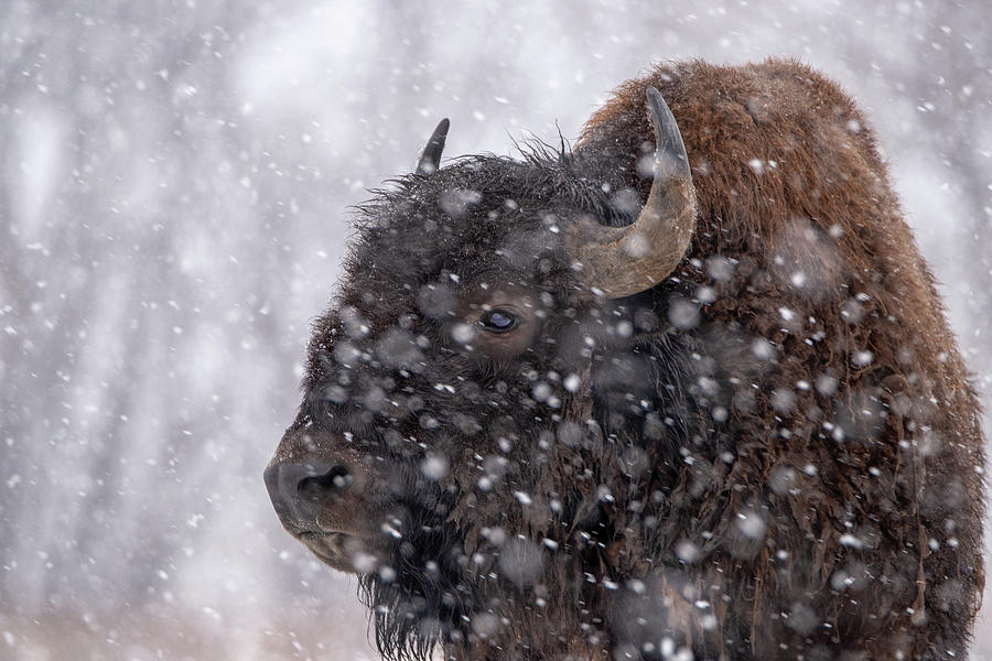 Bison in Snow Photograph by Philip Rodgers