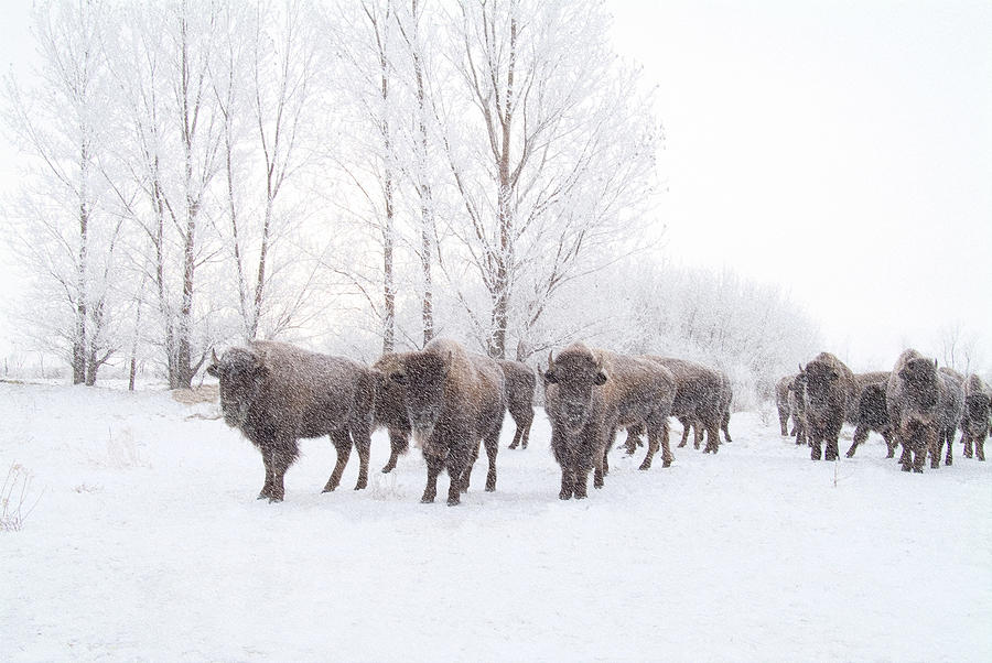 Bison in Snow Storm Photograph by Steve Lucas