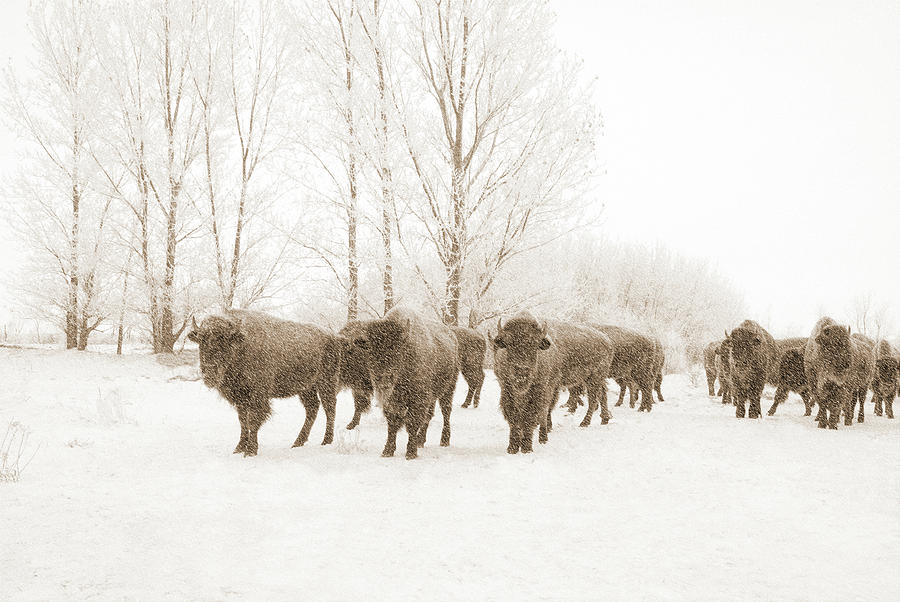 Bison in Snowstorm Photograph by Steve Lucas