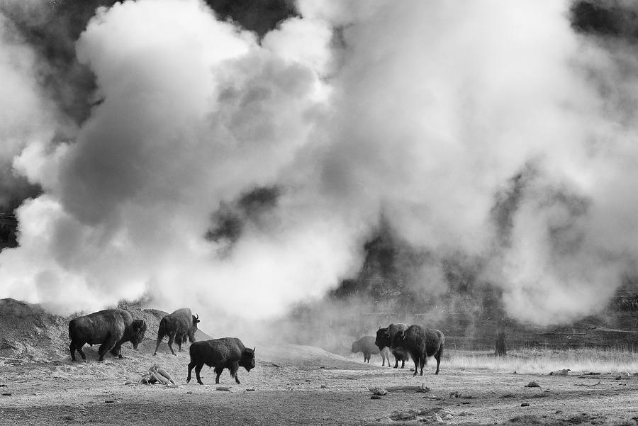 Yellowstone National Park Photograph - Bison in Steam by Max Waugh