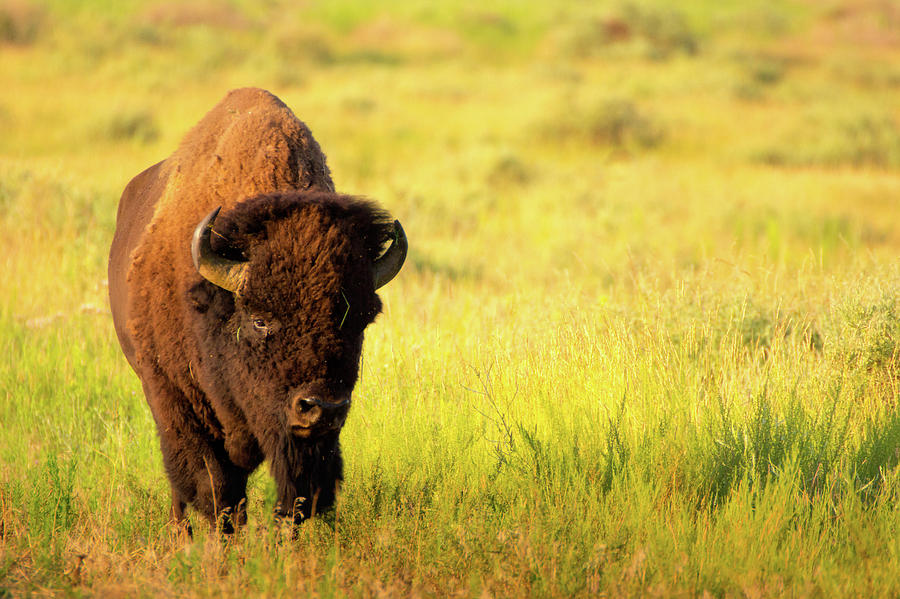 Bison In Sunlight Photograph by John De Bord
