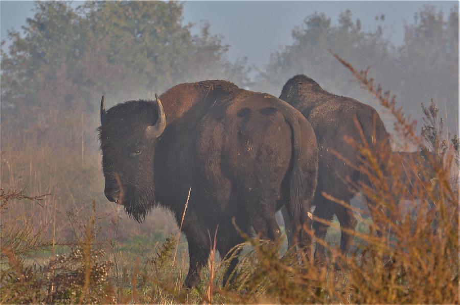 Bison in the fog Photograph by Thomas Gorman