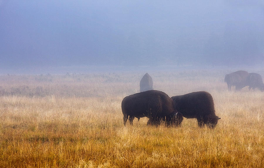 Bison In The Mist Photograph by Lana Trussell