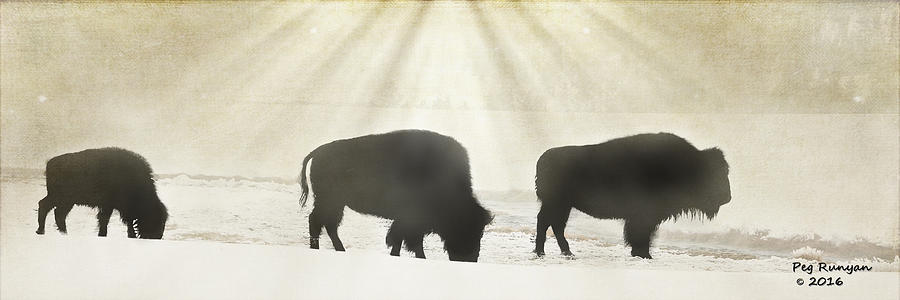 Bison in the Mist Photograph by Peg Runyan