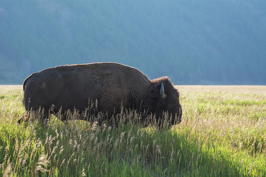 Bison in the Morning Photograph by Janis Connell