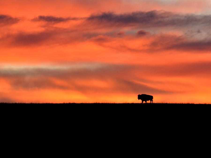 Bison in the Morning Light Photograph by Keith Stokes