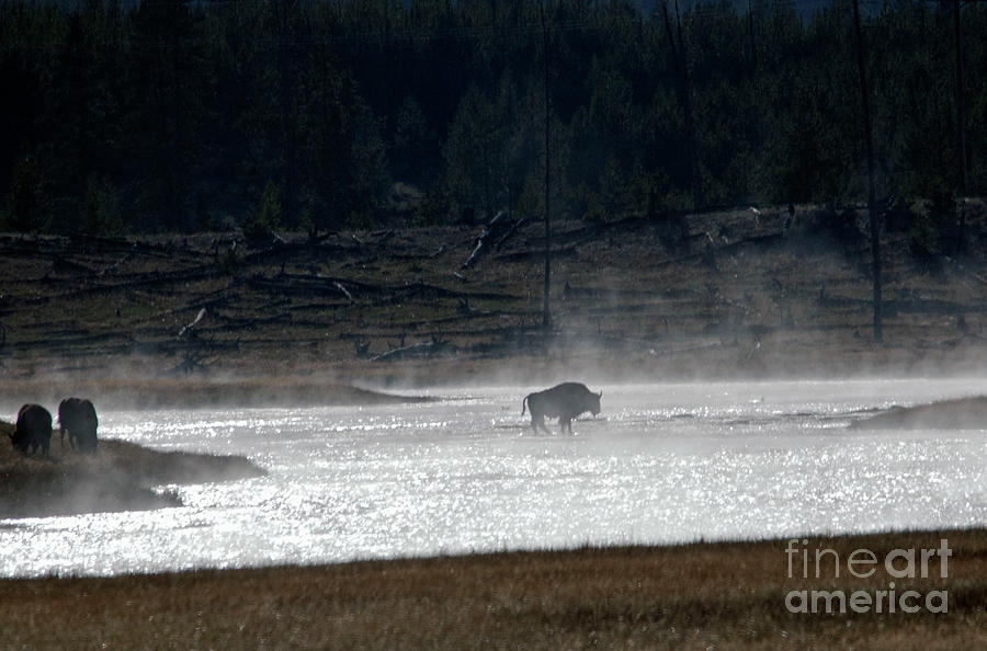 Bison in the river Photograph by Cindy Murphy - NightVisions