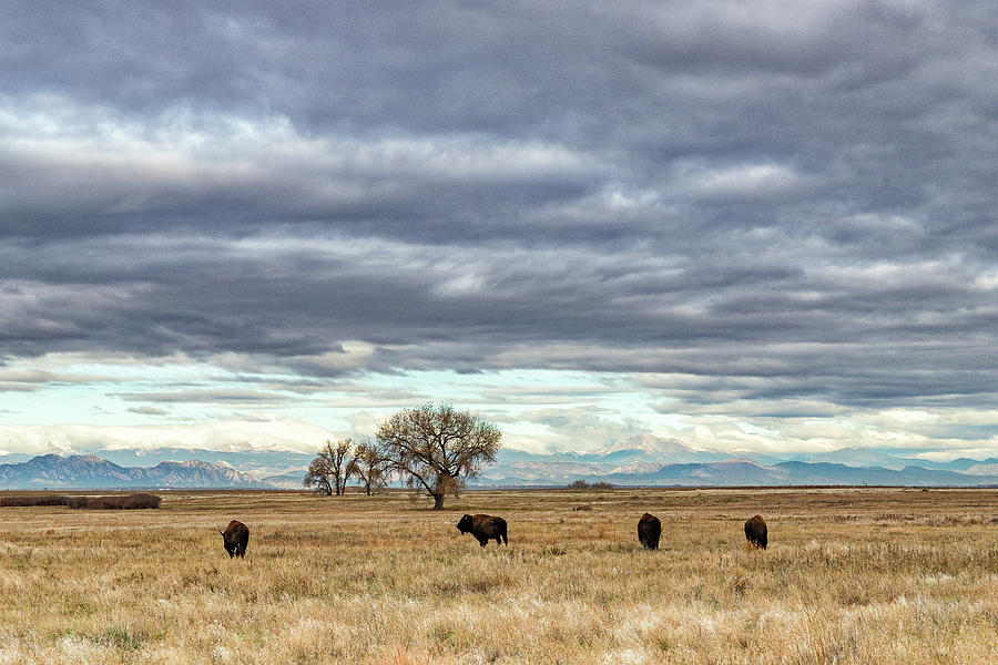 Bison in the Shadow of the Mountains Photograph by Tony Hake
