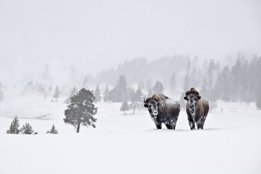 Bison in the Snow Photograph by Gary Lengyel
