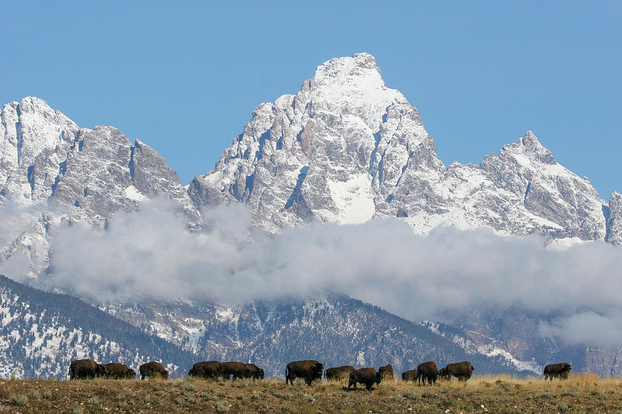 Bison in the Tetons Photograph by Wesley Aston