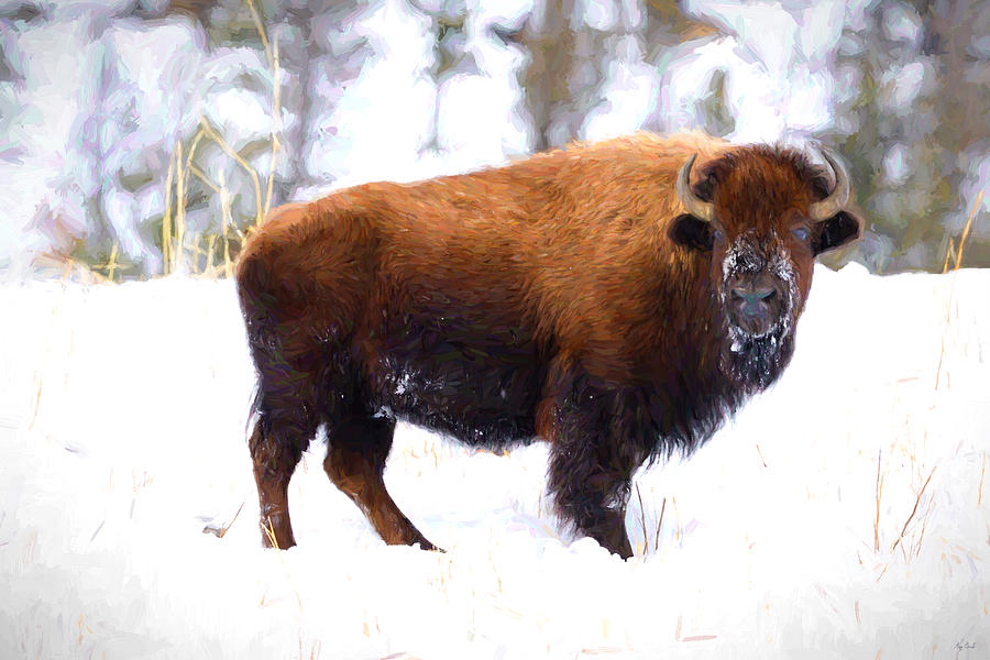Bison in Winter Photograph by Greg Norrell