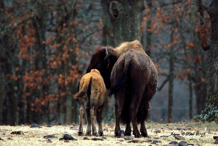 Bison in Winter Photograph by Jolynn Reed