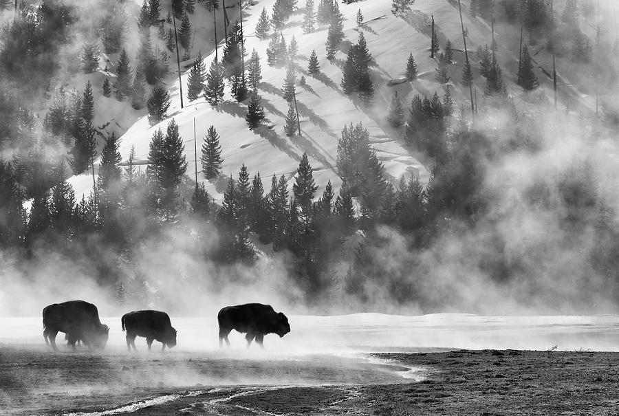 Bison in Winter Photograph by Max Waugh